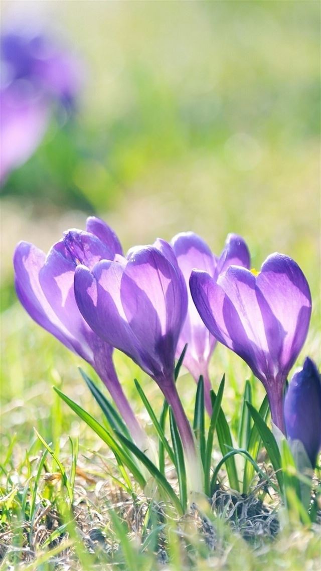 1080x1920 Nature Bright Sunshine Purple Flower Grass Leafy Field - sunlight iPhone 8 Wallpaper