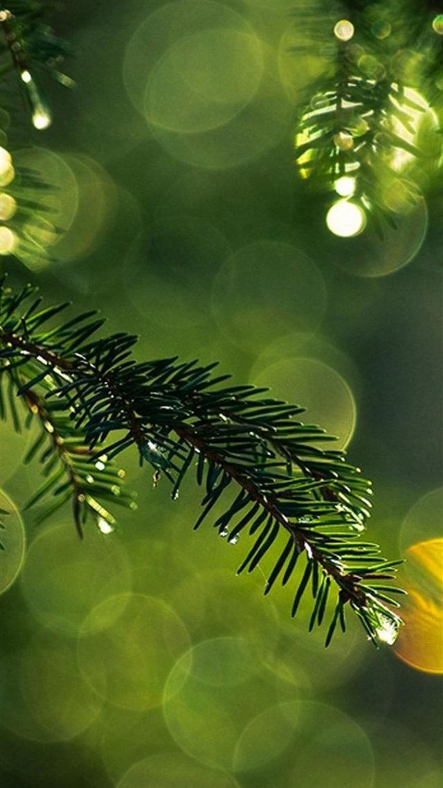 1080x1920 Nature Dew Pine Tree Leaf Branch Blur - branch iPhone 8 Wallpaper