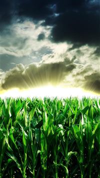 Nature Corn Field Sunshine Through Storm Skyscape wallpaper