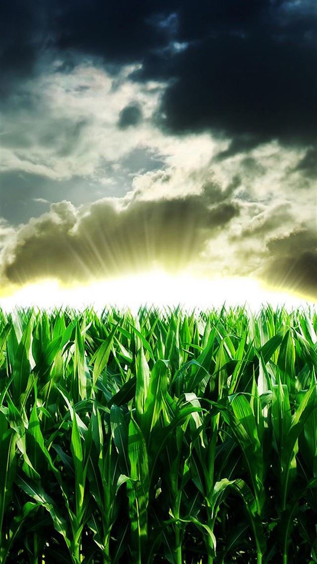 1080x1920 Nature Corn Field Sunshine Through Storm Skyscape - farming iPhone 8 Wallpaper
