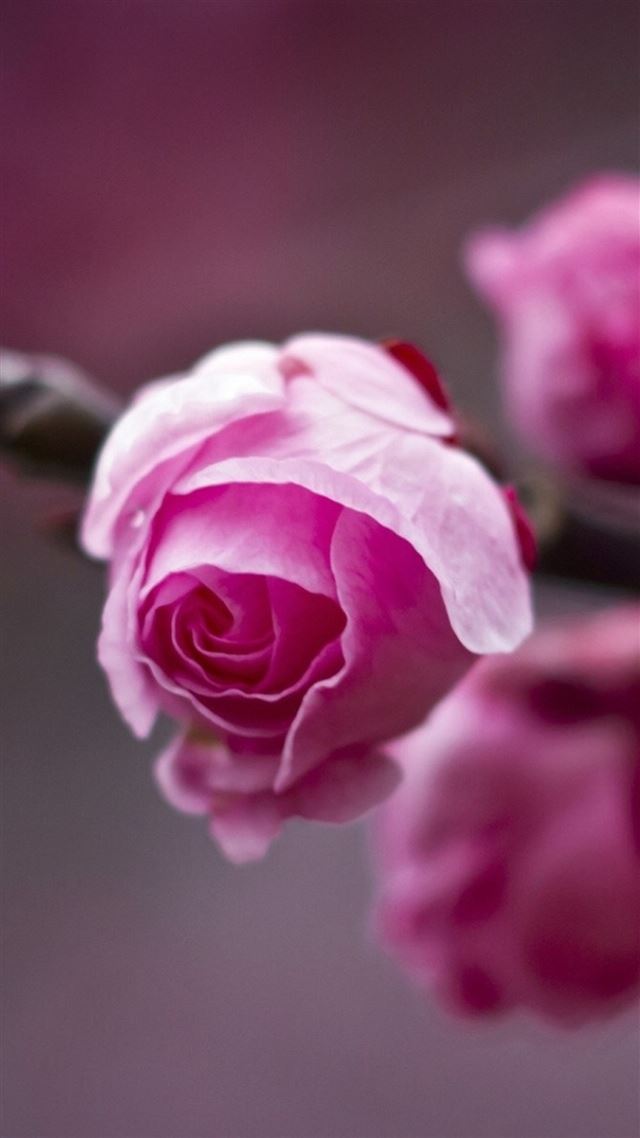 1080x1920 Nature Beautiful Pink Flower Bud Macro - branch iPhone 8 Wallpaper