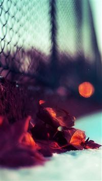 Beautiful Redwood Leaves Closeup wallpaper