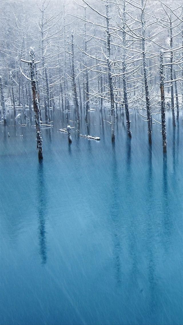 1080x1920 Pure Winter Wither Tree Grove Frozen Lake Landscape - wither iPhone 8 Wallpaper