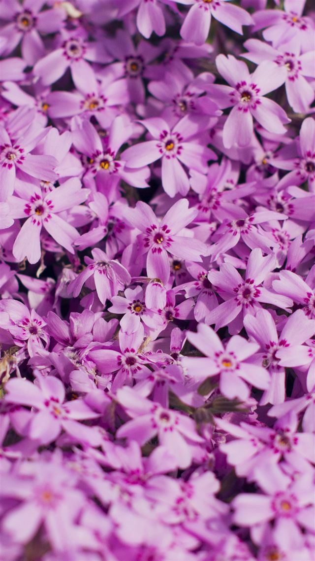 1080x1920 Violet Flower Nature Party Spring Blossom - spring iPhone 8 Wallpaper