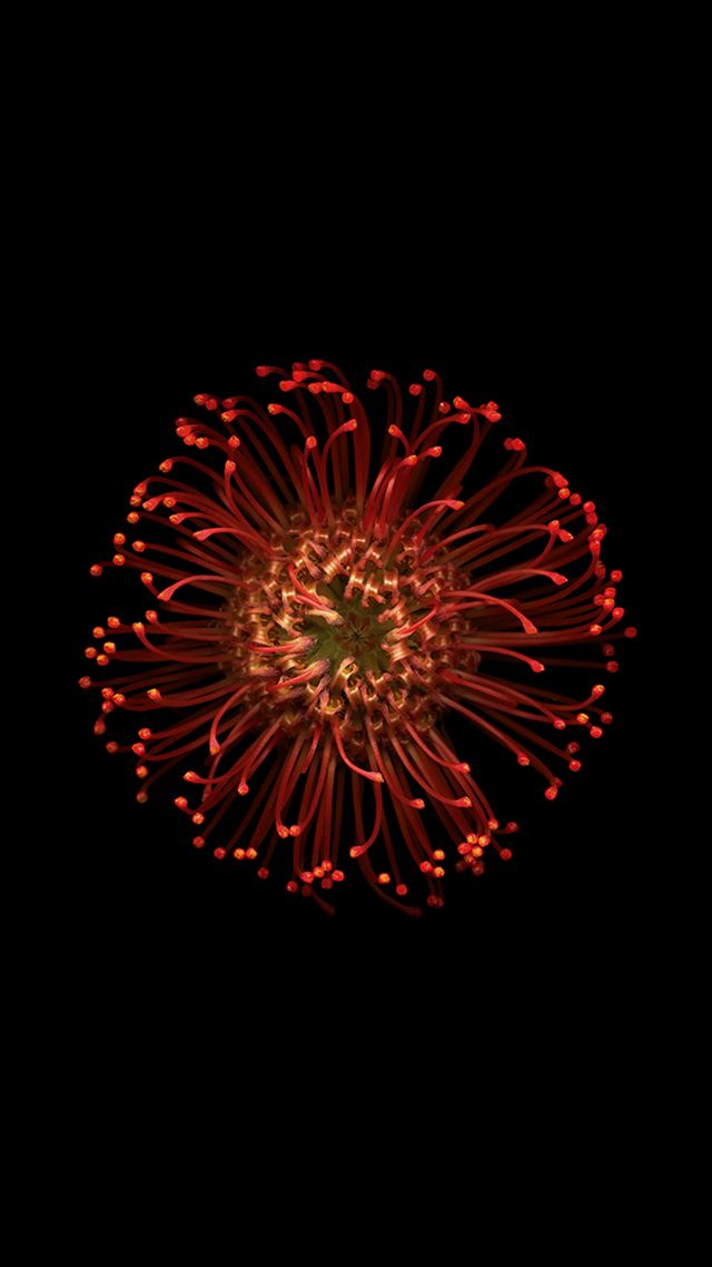 1080x1920 Abstract Reality Blossom Chrysanthemum Flower - background iPhone 8 Wallpaper