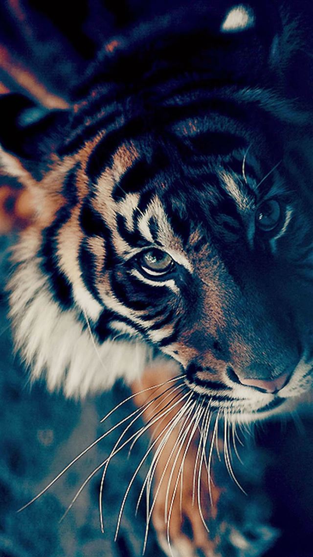 1080x1920 Bengal Tiger Closeup -  iPhone 8 Wallpaper