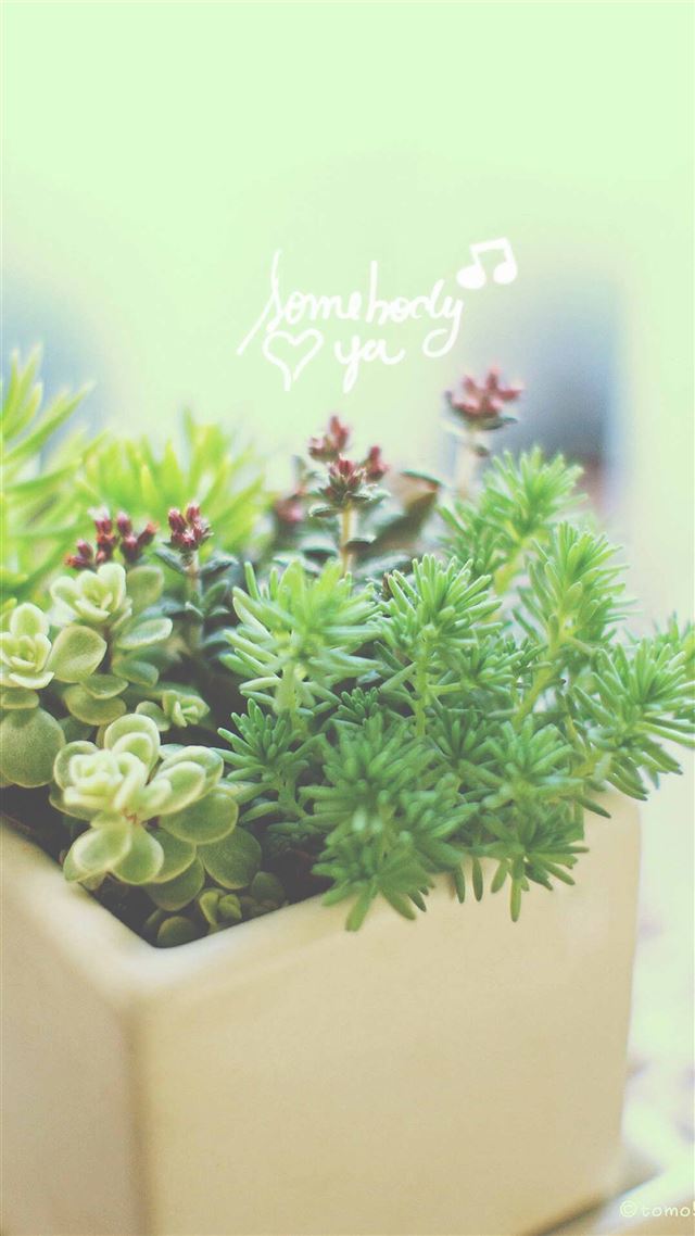 1080x1920 Nature Vitality Aesthetic Fleshy Plant Pot - blue iPhone 8 Wallpaper