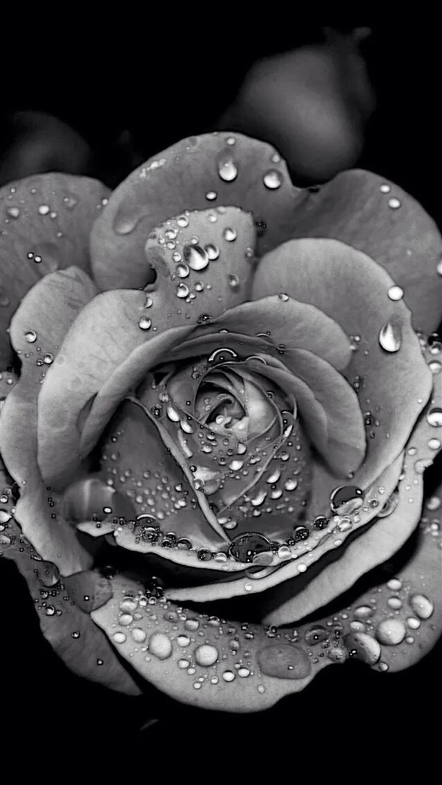 1080x1920 Grayscale Dew Rose Flower Macro - close up iPhone 8 Wallpaper