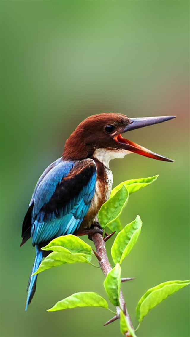 1080x1920 Nature Beautiful Tweet Kingfisher - flying iPhone 8 Wallpaper