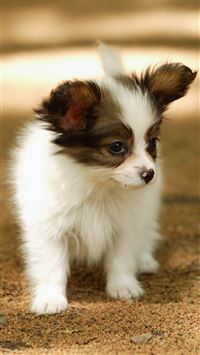 Cute Lovely Puppy Walking Dog Animal wallpaper