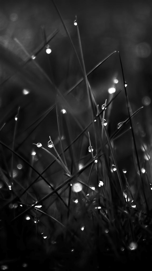 1080x1920 Dark Dew Morning Leafy Grass Landscape -  iPhone 8 Wallpaper