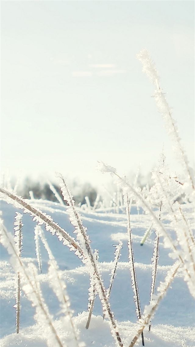 1080x1920 Sunshine Icy Plant Leaf Snow Field - winter iPhone 8 Wallpaper