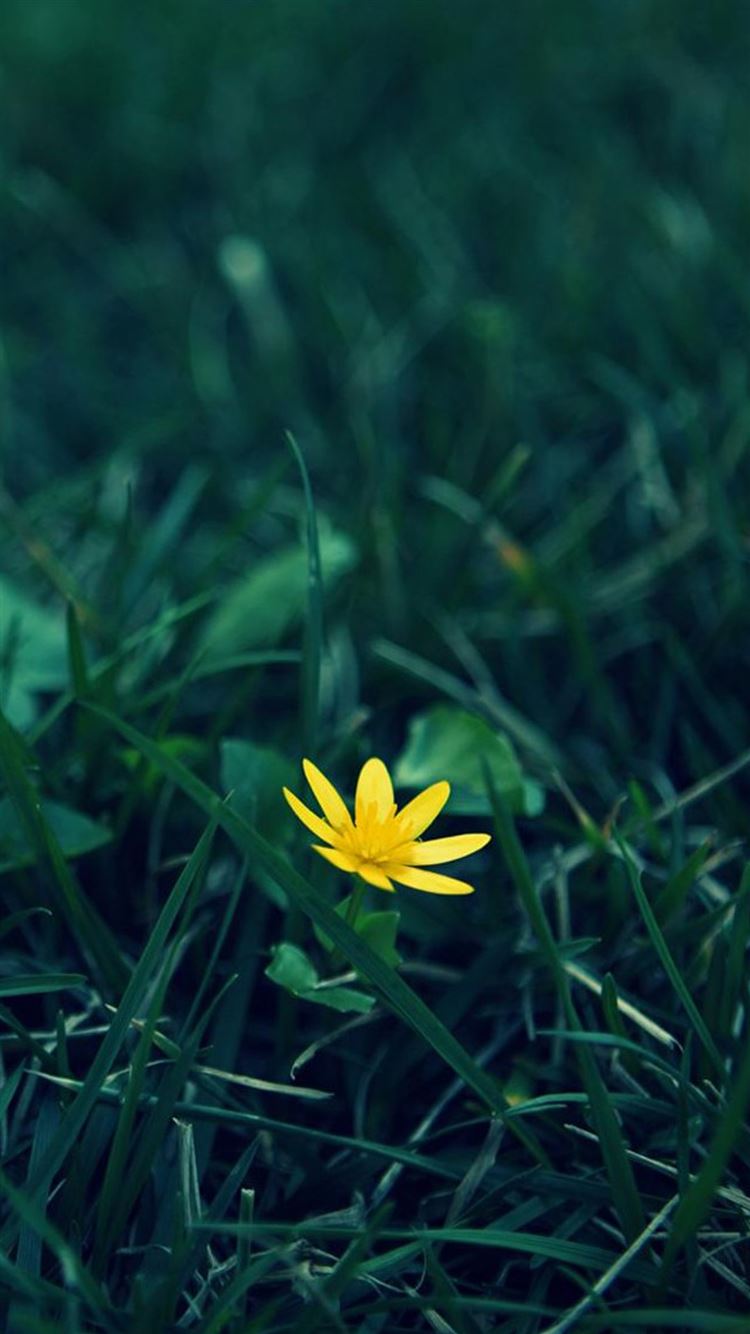 Nature Little Yellow Flower Green Grassland Blur Background iPhone 8  Wallpapers Free Download