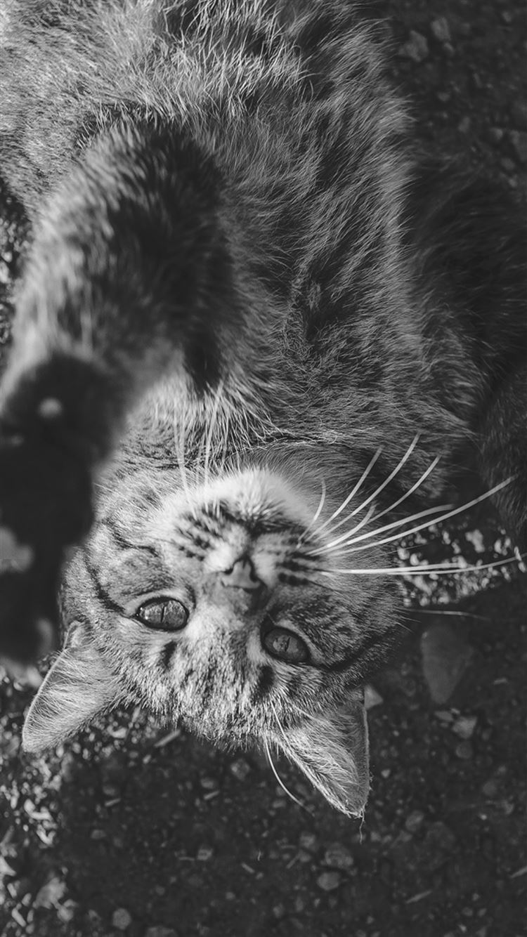 Nature Cute Lying Animal Cat Dark iPhone 8 Wallpapers Free Download