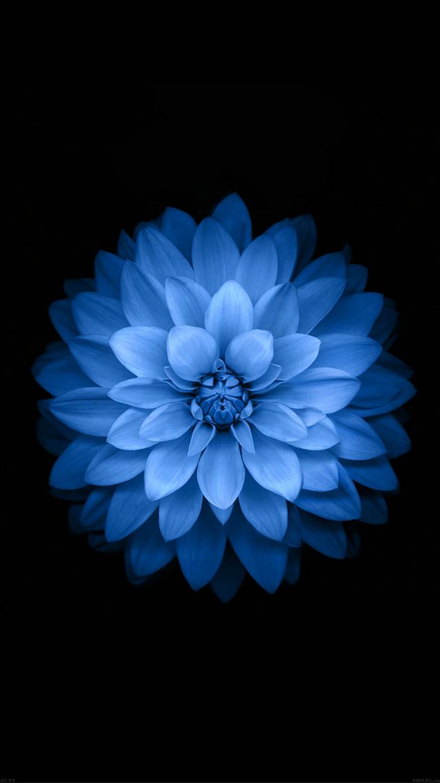 1080x1920 Variant Blue Lotues iOS 8 Background Art - blue iPhone 8 Wallpaper