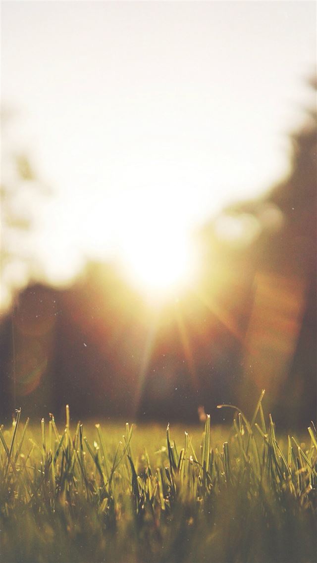 1080x1920 Nature Front Yard Sunshine Grassland - blur iPhone 8 Wallpaper