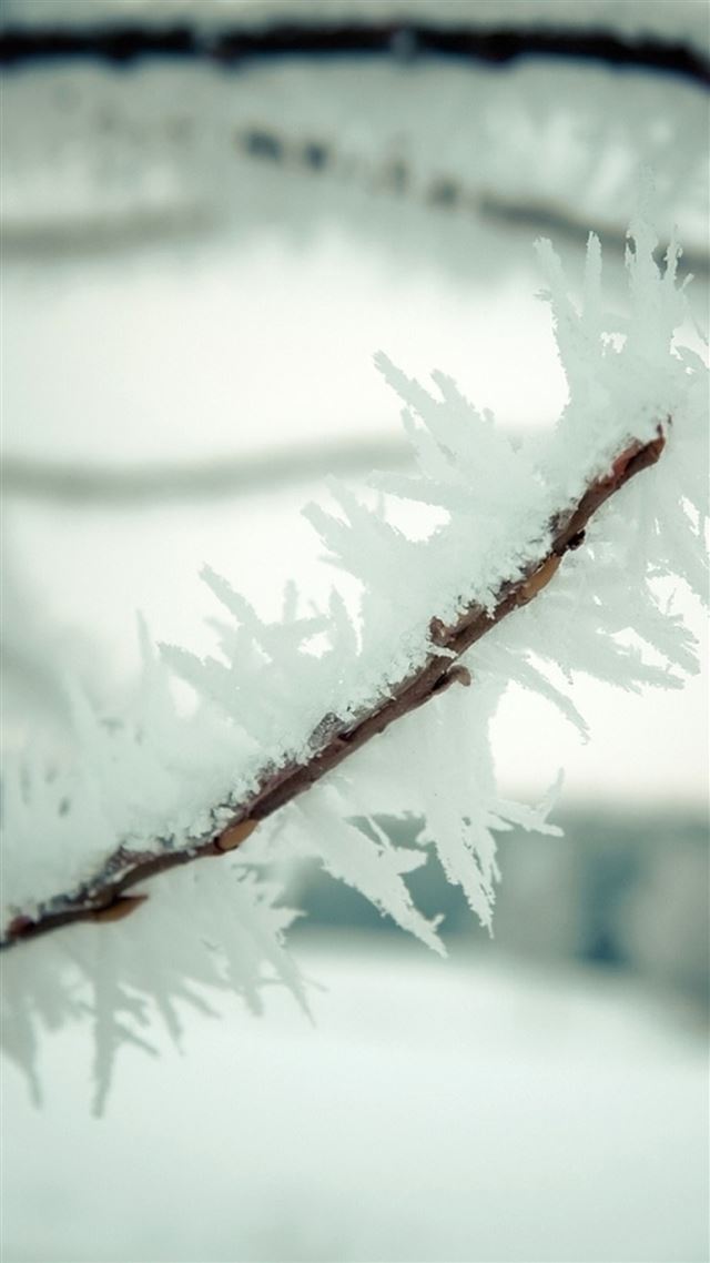 1080x1920 Cold Winter ICy Plant Branch Macro - winter iPhone 8 Wallpaper
