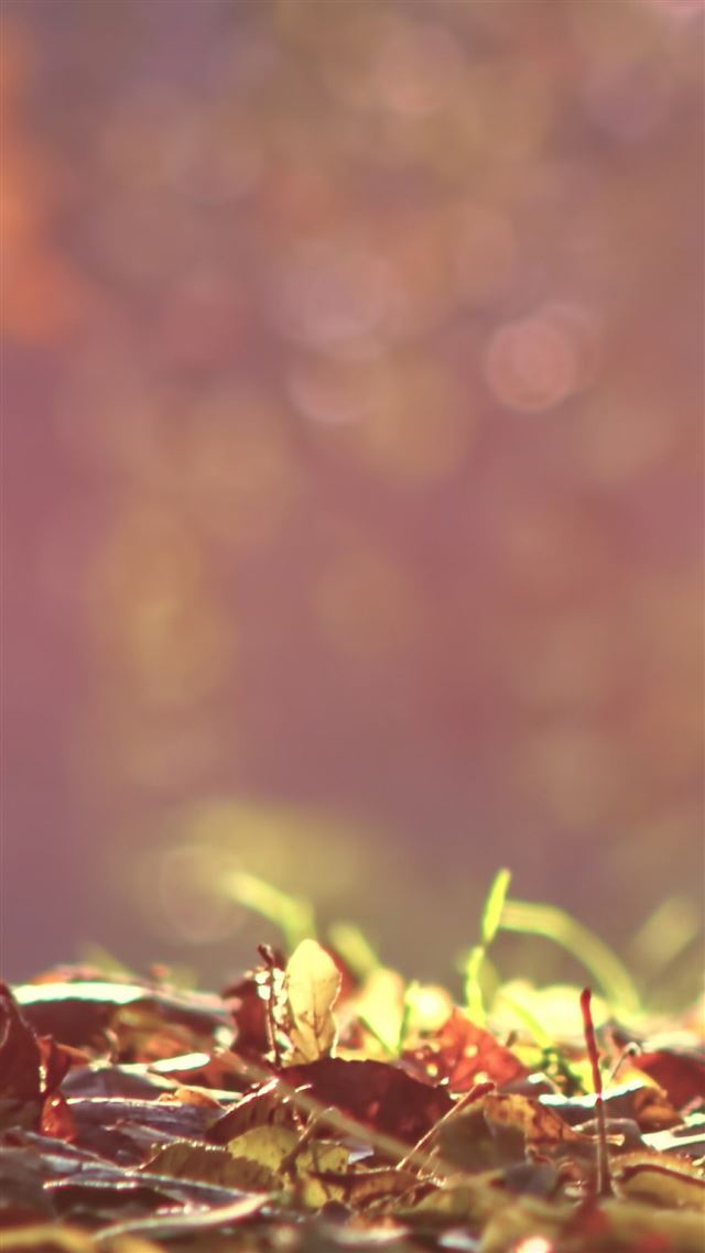 1080x1920 Morning Sunlight Leafy Land Bokeh Blur - blur iPhone 8 Wallpaper