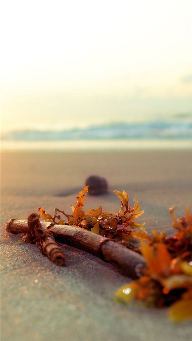 1080x1920 Summer Bright Sunshine Beach Kelp - sunlight iPhone 8 Wallpaper