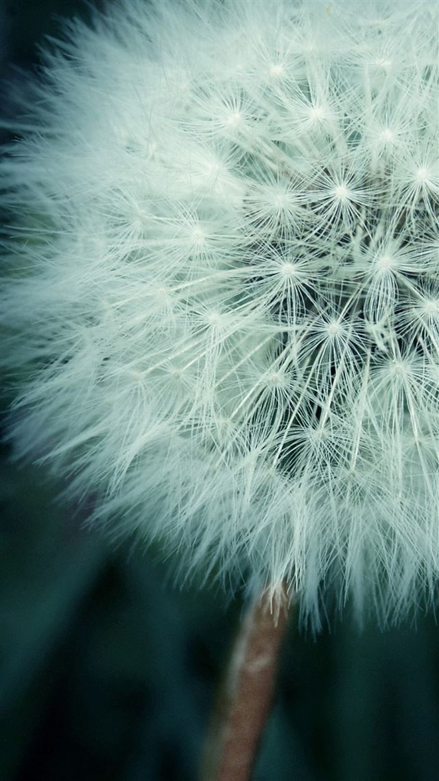 1080x1920 Asethetic Dandelion Plant Macro -  iPhone 8 Wallpaper