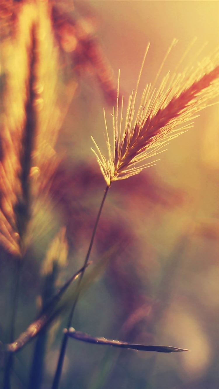 Hình nền lúa mùa thu hoạch mang lại cảm giác hoà mình với thiên nhiên và không khí yên tĩnh. Với cách bố trí chi tiết cho mỗi hạt lúa, hình ảnh này truyền tải một thông điệp tuyệt vời về tuần tự, sự hoàn hảo và sự trang trọng của bản thân con người. 