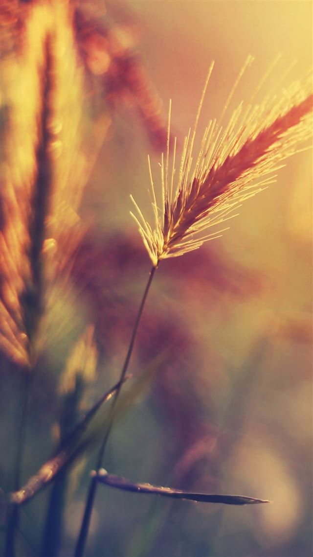1080x1920 Farm Wheat Corp Macro Blur - macro iPhone 8 Wallpaper