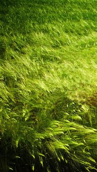 Nature Pure Green Leafy Land wallpaper