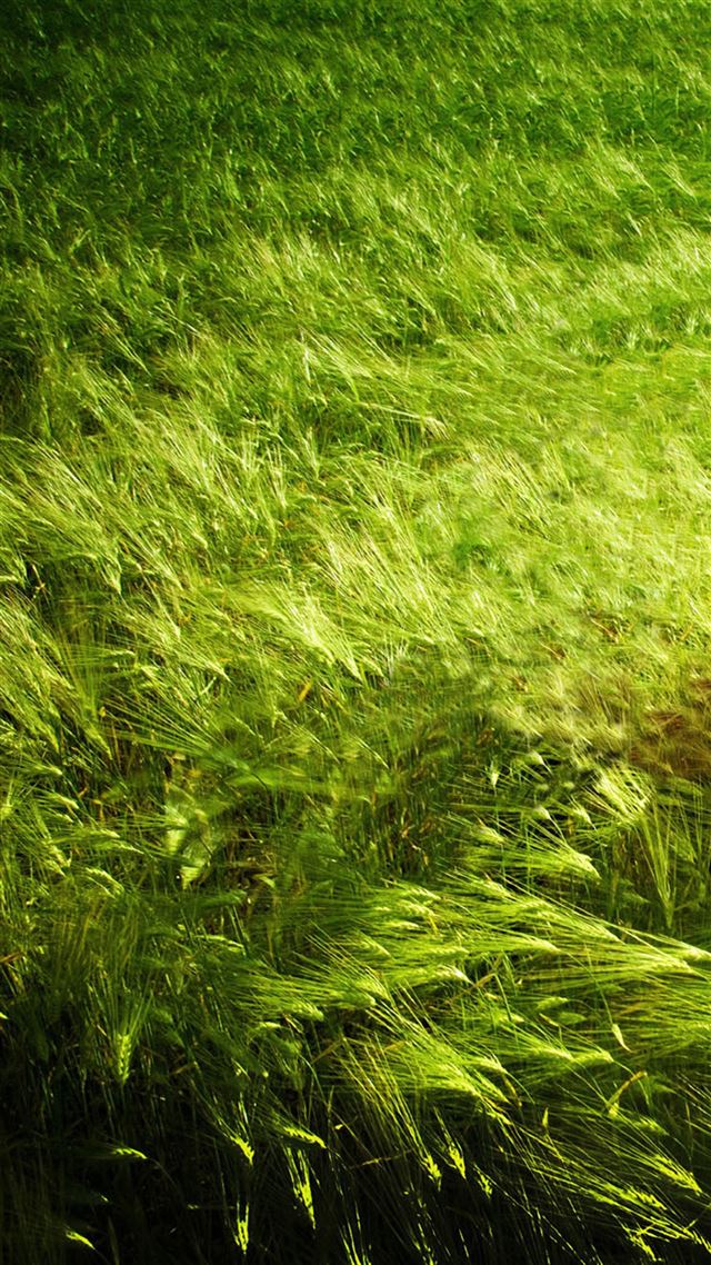 1080x1920 Nature Pure Green Leafy Land - grass iPhone 8 Wallpaper