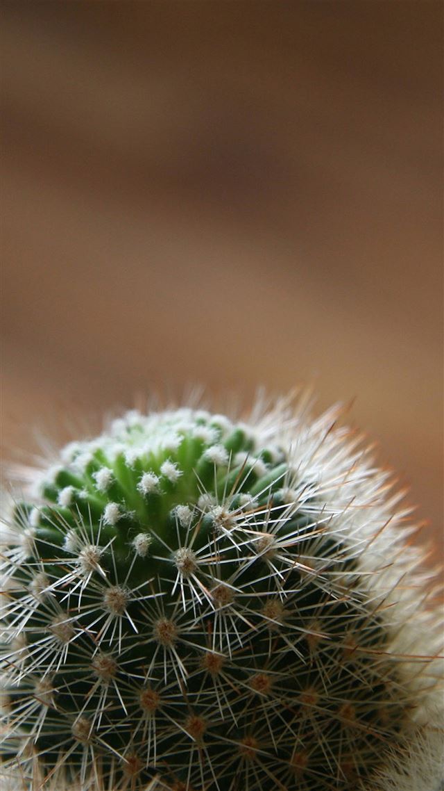 1080x1920 Desert Cactus Macro Blur -  iPhone 8 Wallpaper