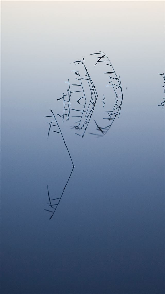 1080x1920 Pure Minimal Reeds Plant In Calm Lake - minimal iPhone 8 Wallpaper