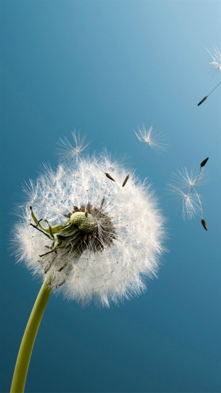 Pure Aesthetic Dandelion Blowing Blue Sky Macro Iphone 8 Wallpaper