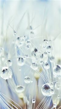 Pure Crystal Dew Dandelion Flower Water Drop Globe Macro wallpaper