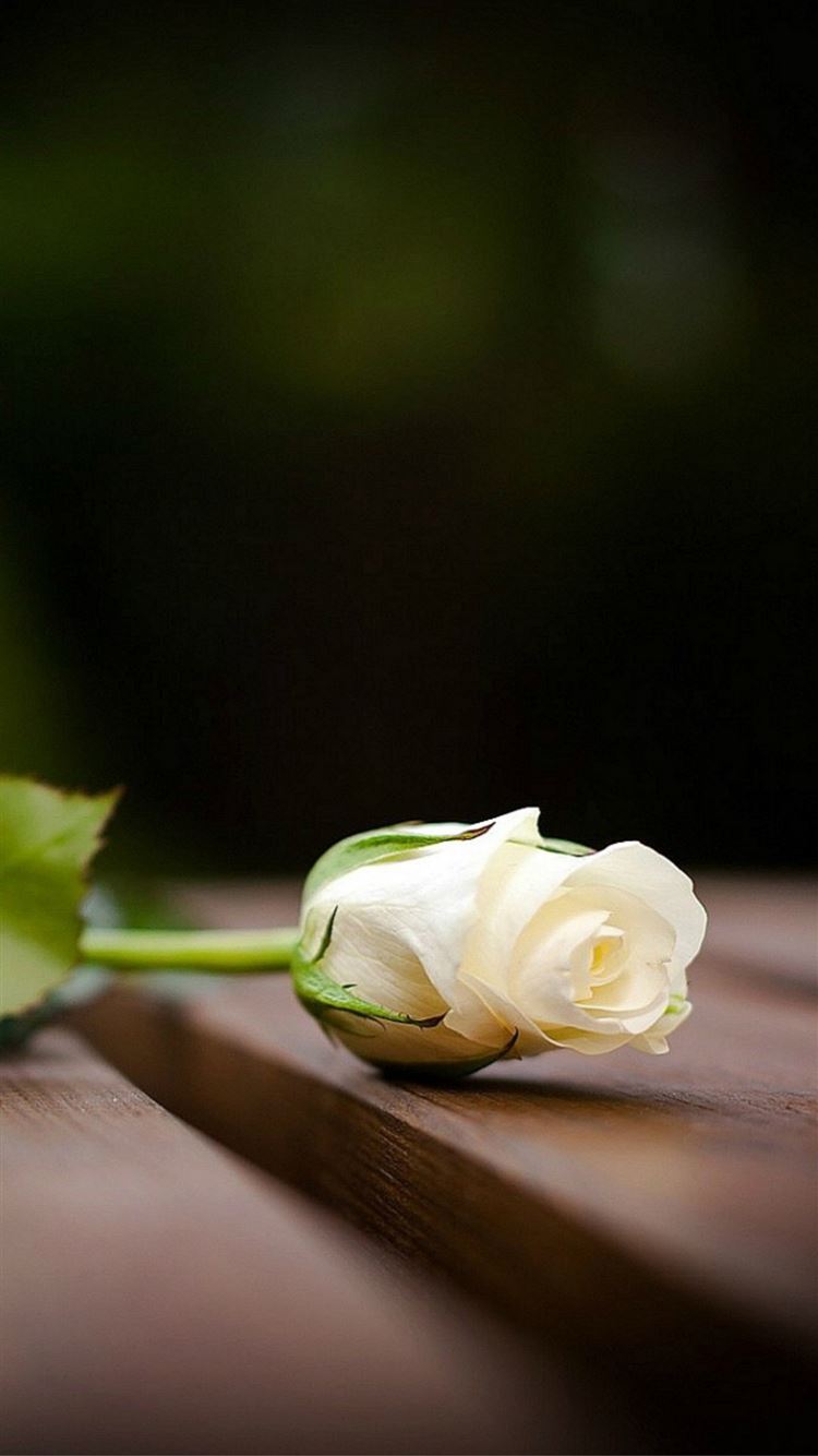 Elegant White Rose On Wood Blur iPhone 8 Wallpapers Free Download