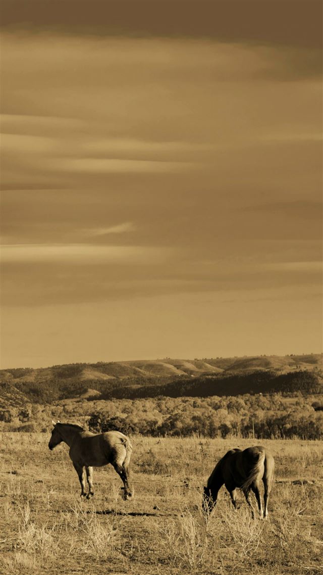 1080x1920 Nature Wild Grassland Horse Foraging Scenery - wild iPhone 8 Wallpaper