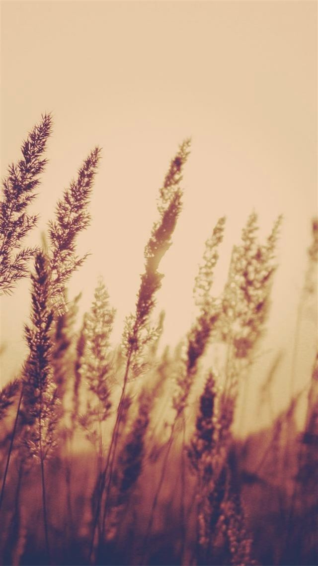 1080x1920 Nature Sunset Bulrush Plant Field Blur - orange iPhone 8 Wallpaper