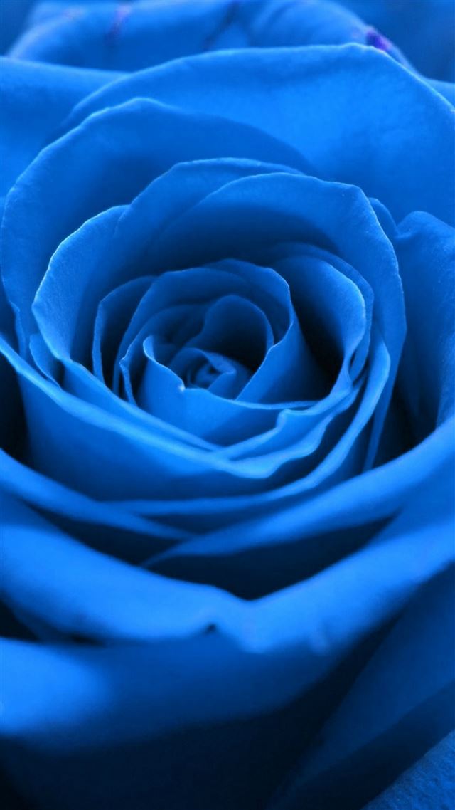 1080x1920 Nature Blue Rose Flower Macro - blue iPhone 8 Wallpaper
