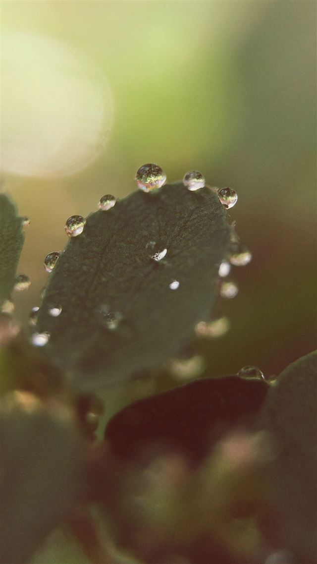 1080x1920 Nature Morning Dew Leaf Flower Rain - water drop iPhone 8 Wallpaper