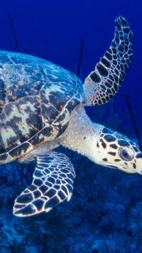 Huge Old Sea Turtle Macro wallpaper
