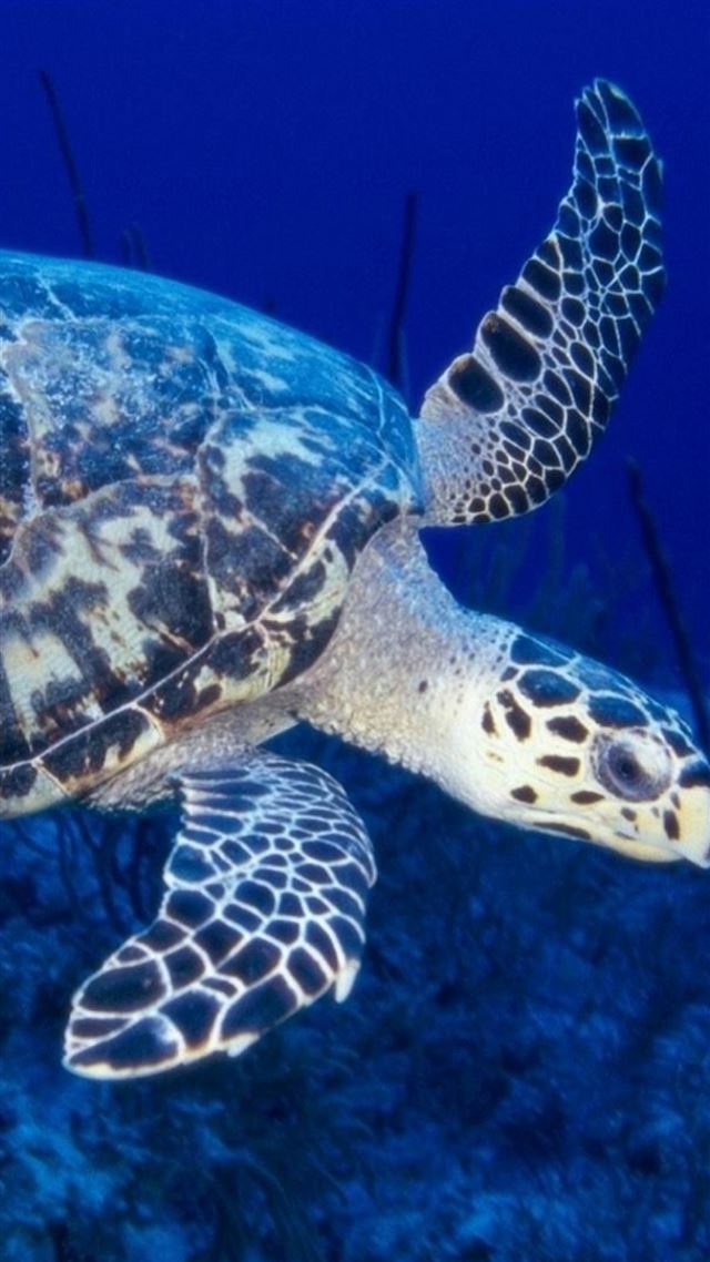 744x1392 Huge Old Sea Turtle Macro - seaweed iPhone 8 Wallpaper