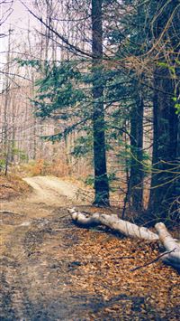 Hiking Forest Road wallpaper