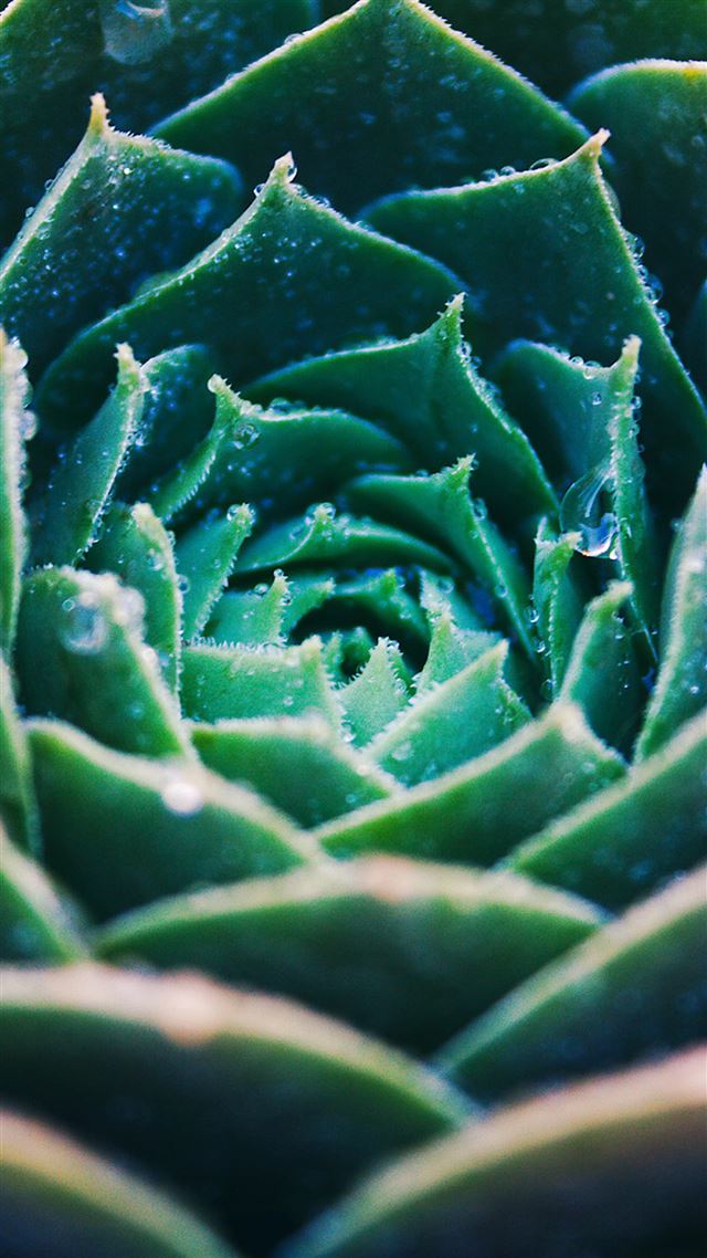 1080x1920 Green Echeveria Blooming Closeup - blooming iPhone 8 Wallpaper