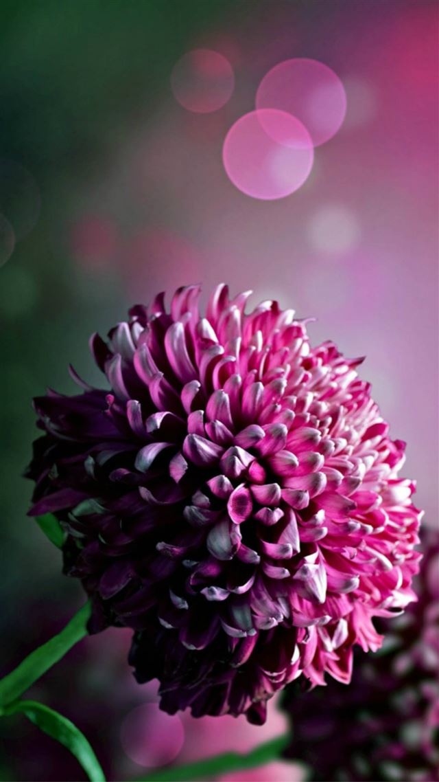 1080x1920 Hydrangea Chrysanthemum Flower Macro Bokeh - macro iPhone 8 Wallpaper
