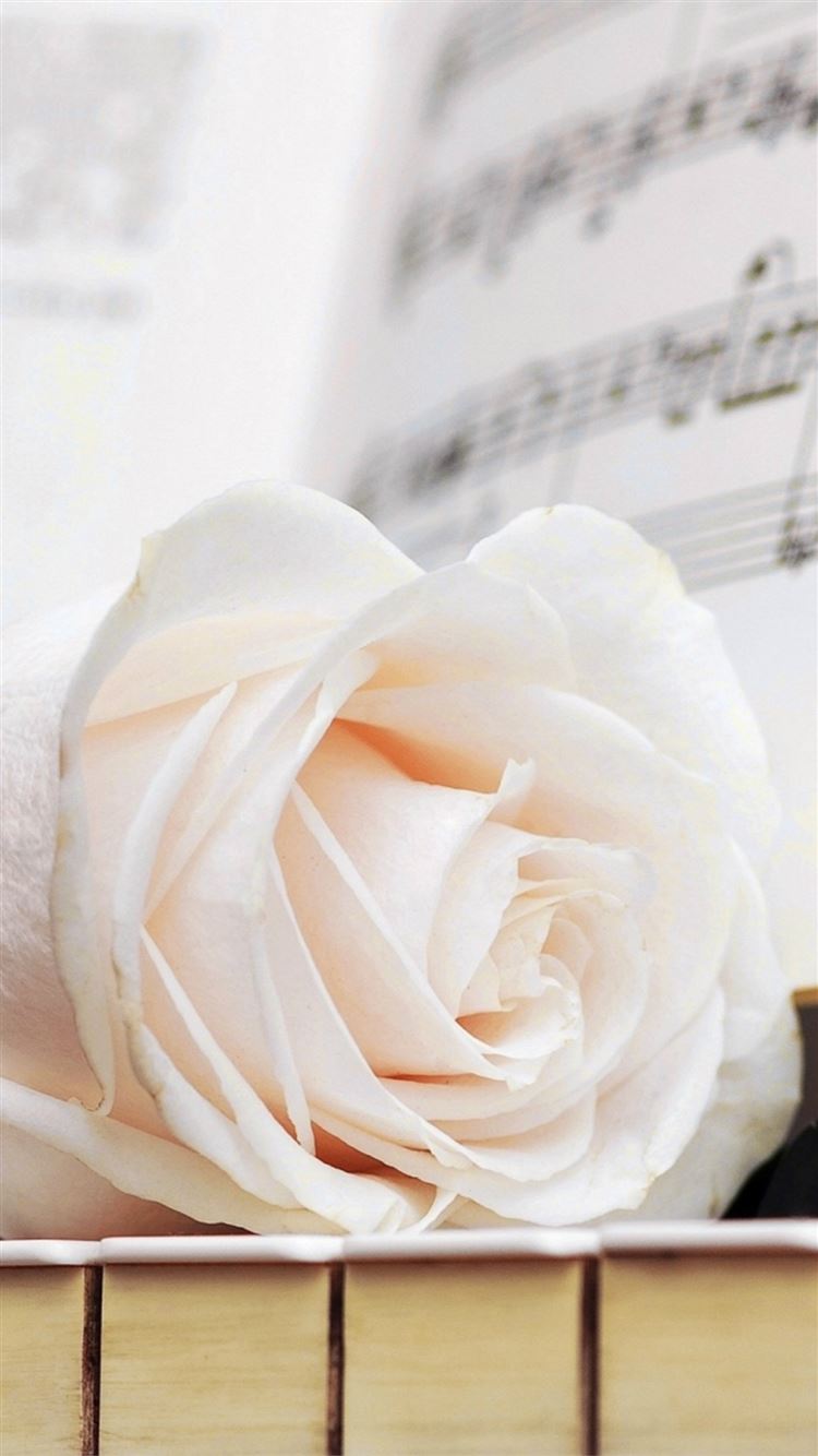 Pure White Rose Music Note iPhone 8 Wallpapers Free Download