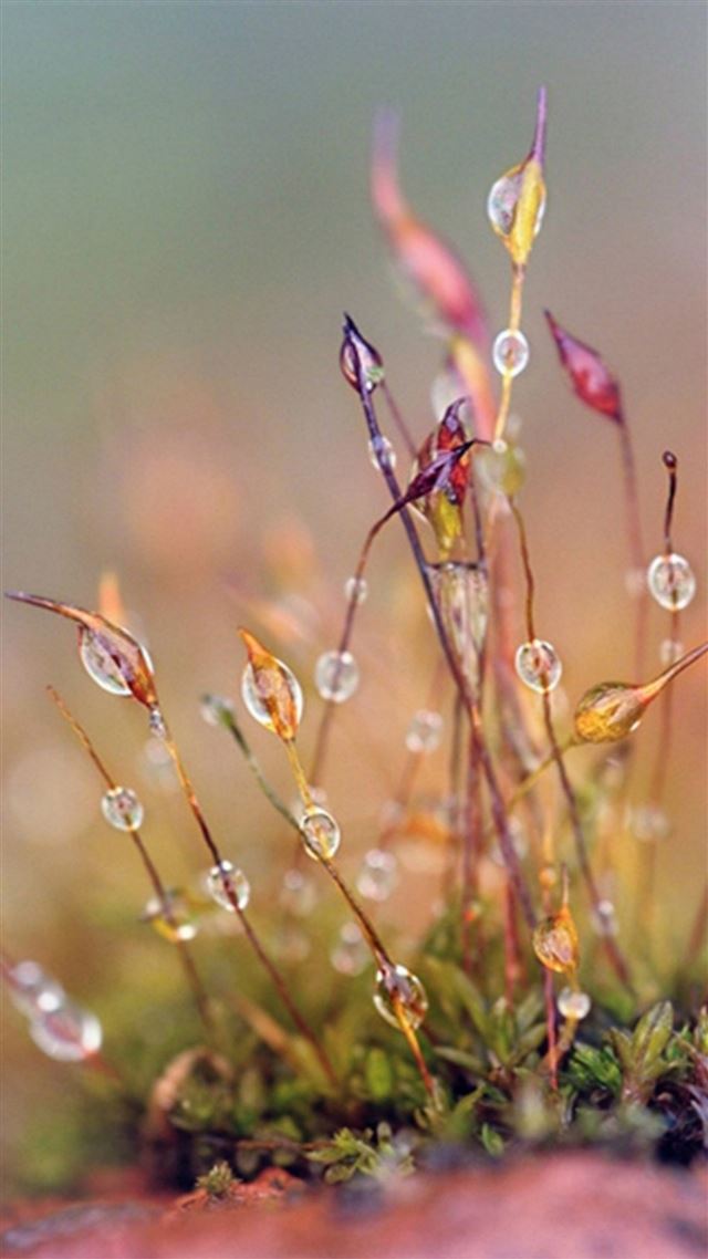 1080x1920 Nature Dew Plant Leafy Grass Blur  - water drop iPhone 8 Wallpaper