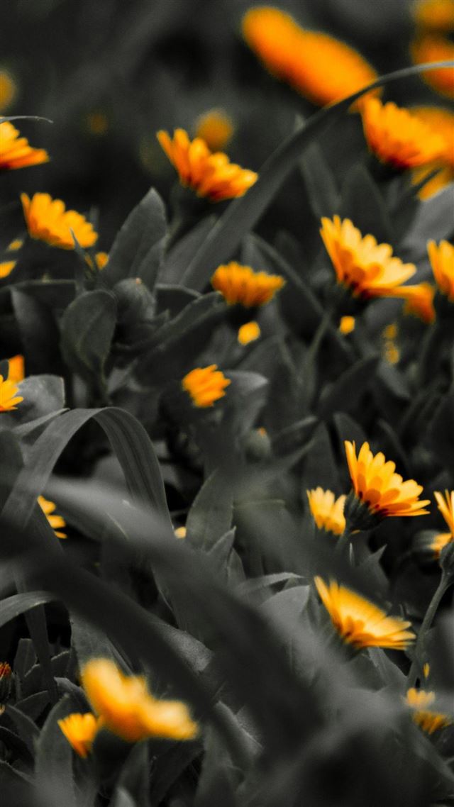 1080x1920 Orange Flowers Black White Photo - plant iPhone 8 Wallpaper
