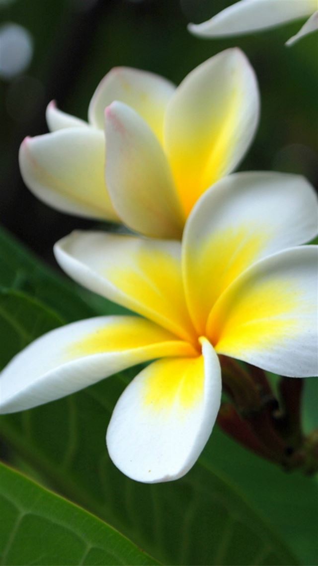 1080x1920 Pure Beautiful Plumeria Rubra Flower Branch Macro - branch iPhone 8 Wallpaper