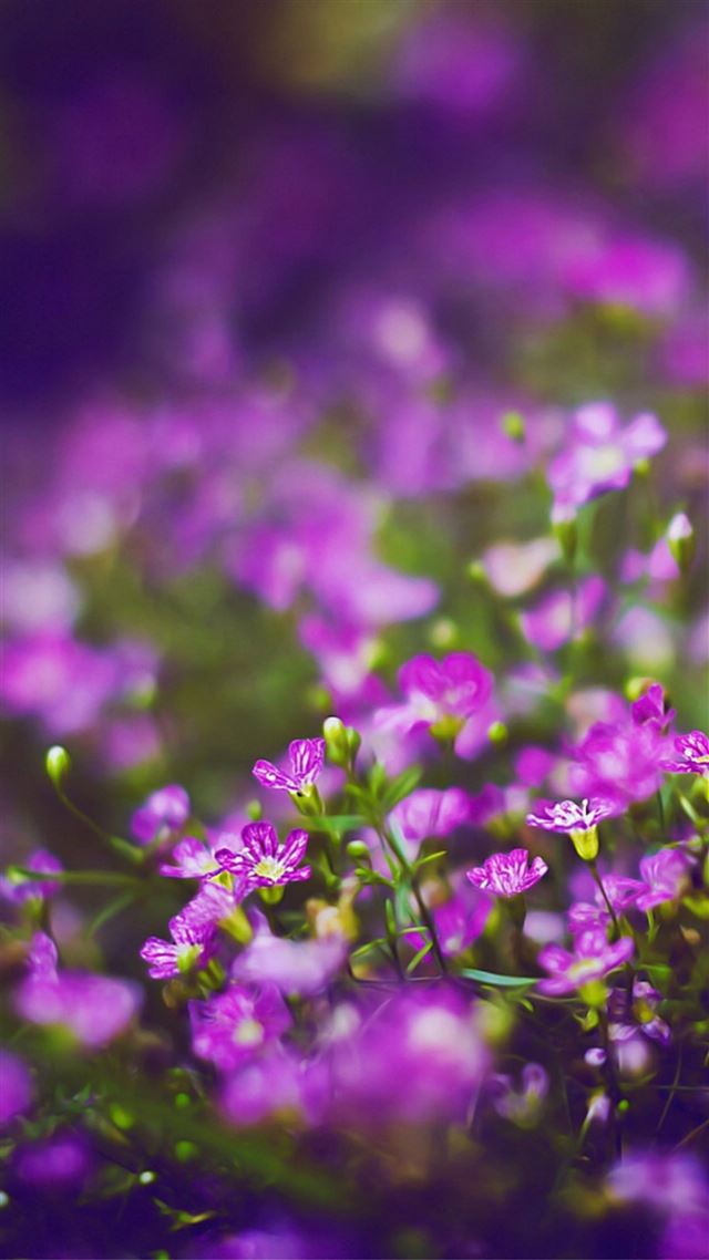 1080x1920 Beautiful Purple Flower Field Blur Bokeh - flower iPhone 8 Wallpaper