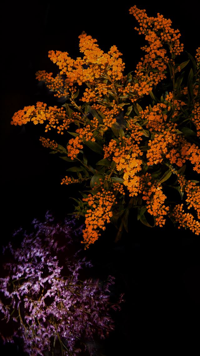 1080x1920 Fantasy Shiny Flower Tree Dark iOS9 Wallpaper Art - branch iPhone 8 Wallpaper