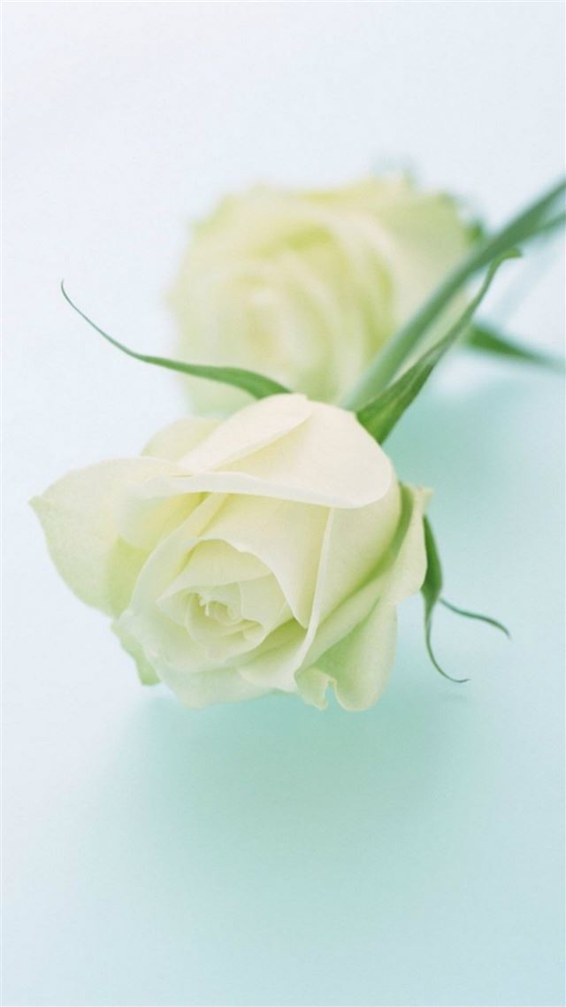 1080x1920 Pure Elegant White Rose Plant Branch - blue iPhone 8 Wallpaper