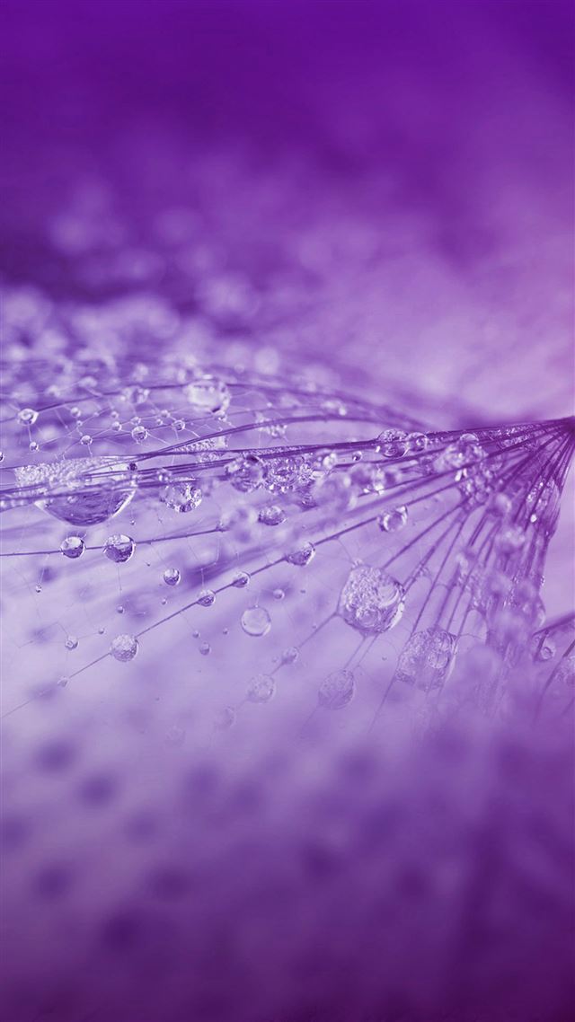 1080x1920 Nature Rrain Drop Flower Purple Pattern - flower iPhone 8 Wallpaper